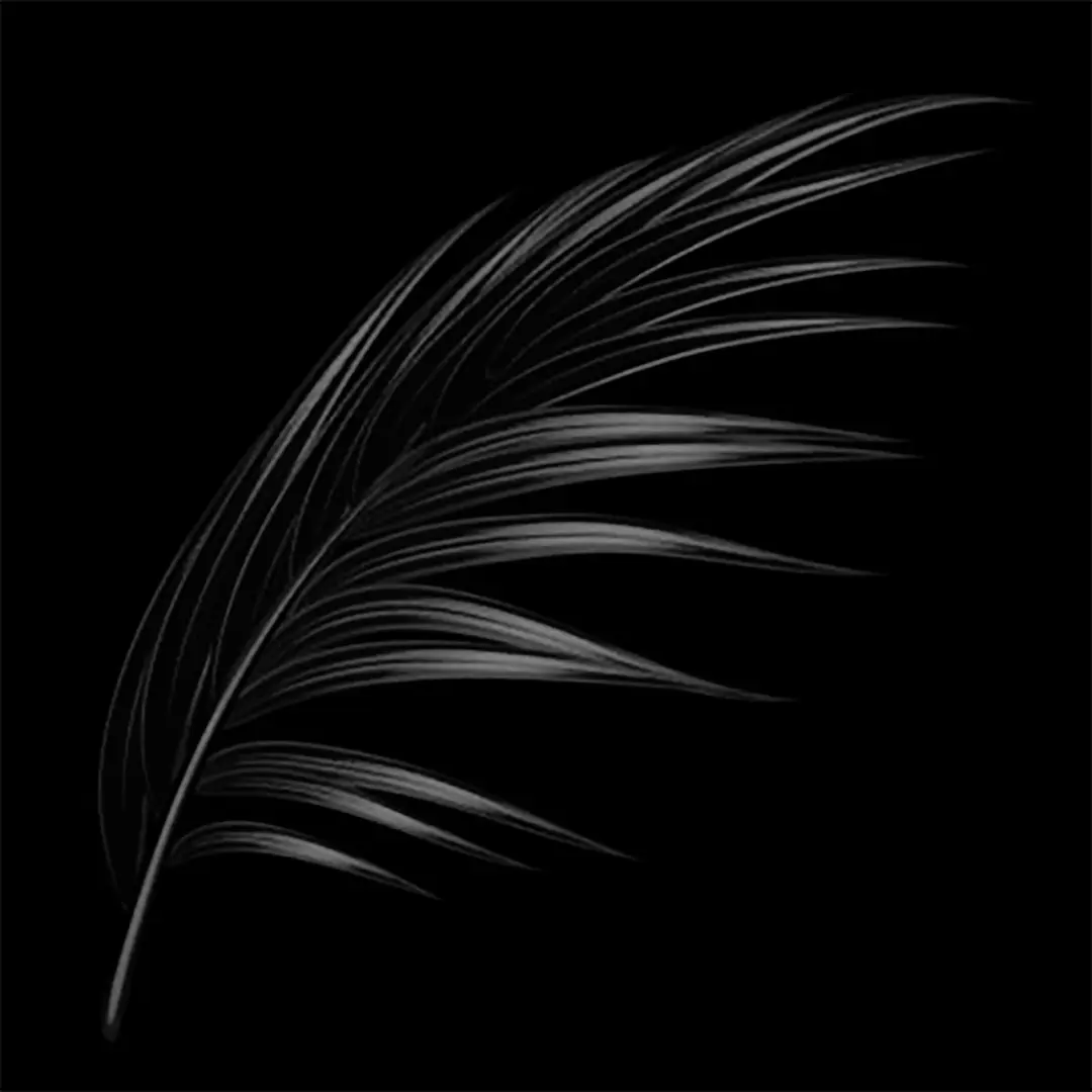 Plume Fond Noir